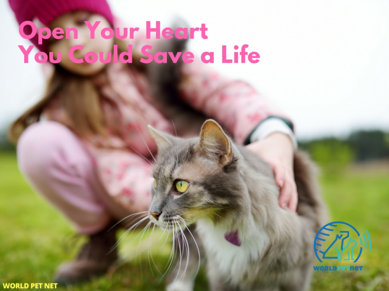 microchip and register a pet; it is your friend - you could save a life